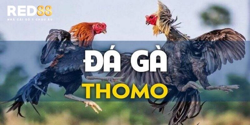 Cái nhìn tổng quan về đá gà Thomo đỉnh cao