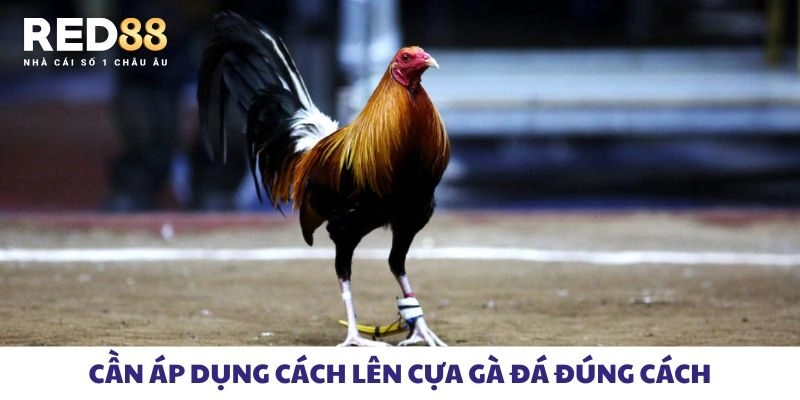 Cần áp dụng cách lên cựa gà đá đúng cách