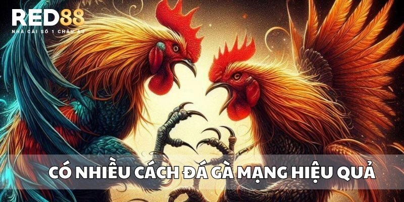 Có nhiều cách đá gà mạng hiệu quả