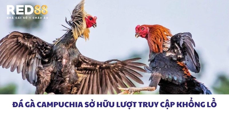 Đá gà Campuchia sở hữu lượt truy cập khổng lồ