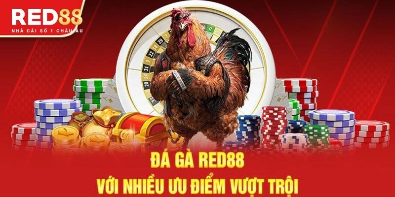 Đá gà cựa dao đem đến nhiều lợi ích vượt trội