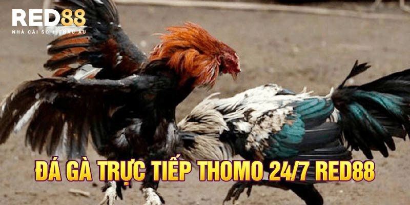 Đặc điểm vượt trội của bộ môn đá gà Thomo hấp dẫn