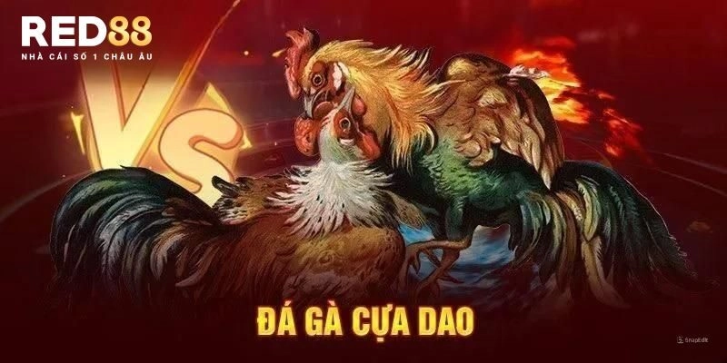 Tìm hiểu cách chơi đá gà cựa dao cực thú vị