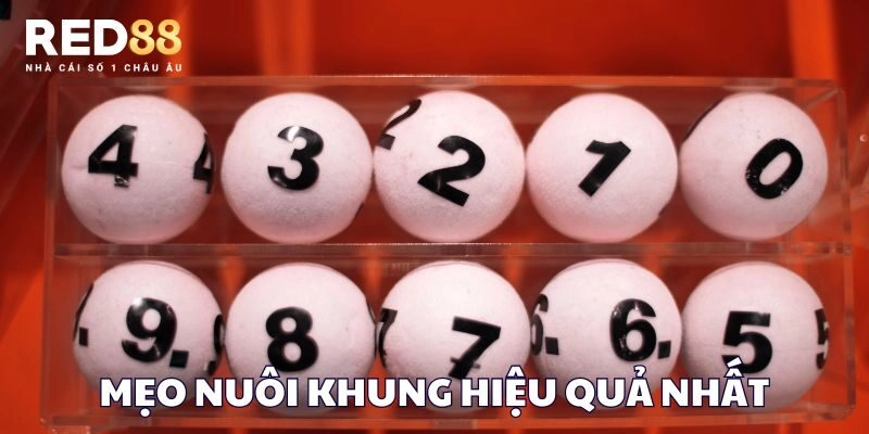 Mẹo nuôi khung hiệu quả nhất