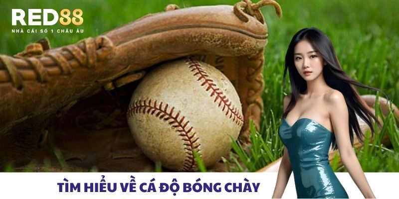 Tìm hiểu về cá độ bóng chày